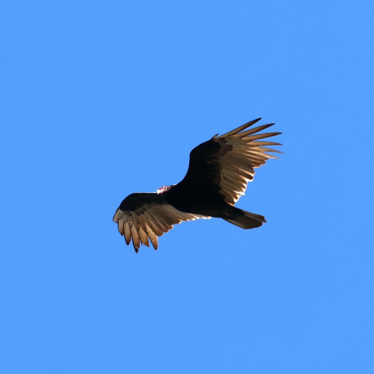 Turkey Vulture - Michael Murray
