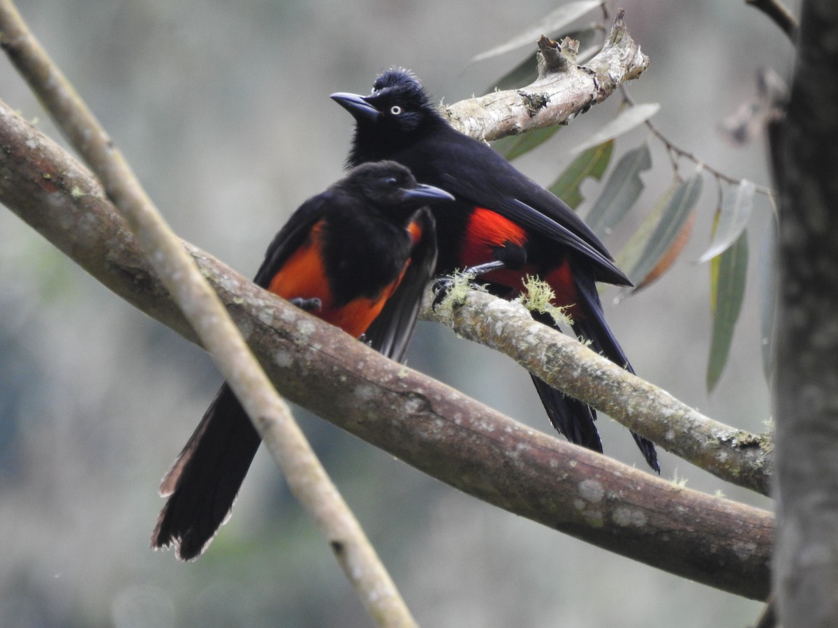 Red-bellied Grackle - ML618847392