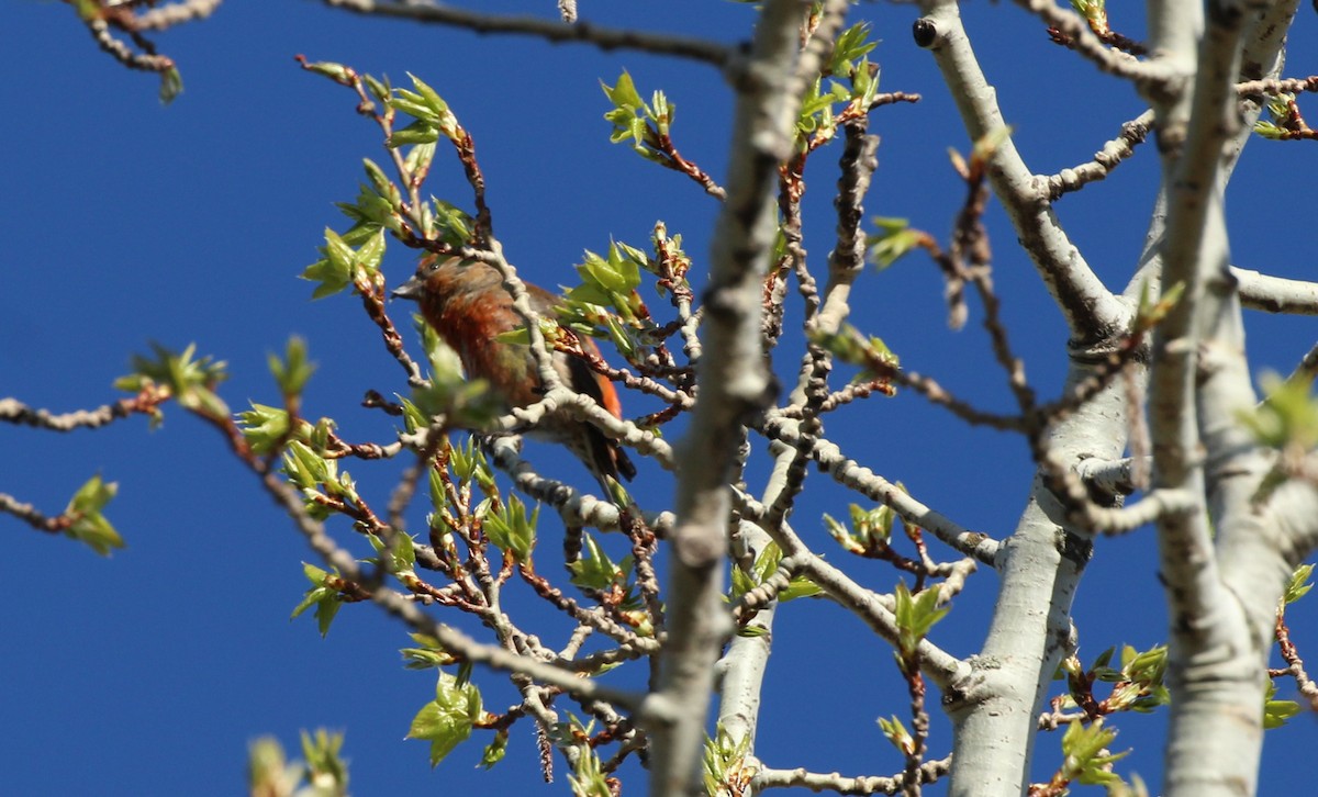 Red Crossbill - Ted Hawksley