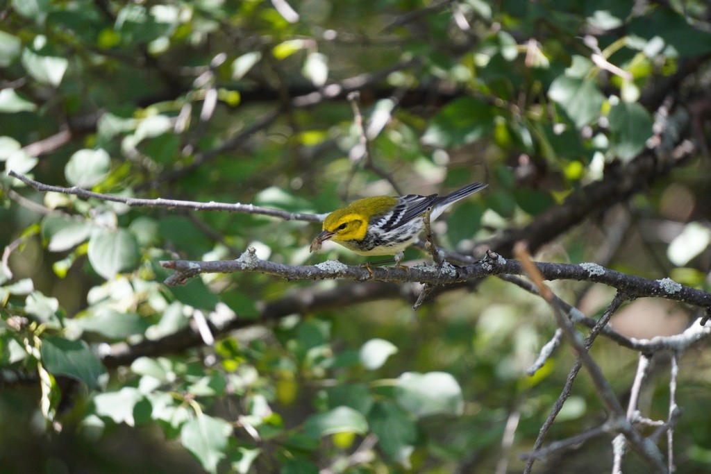Black-throated Green Warbler - Nata Culhane