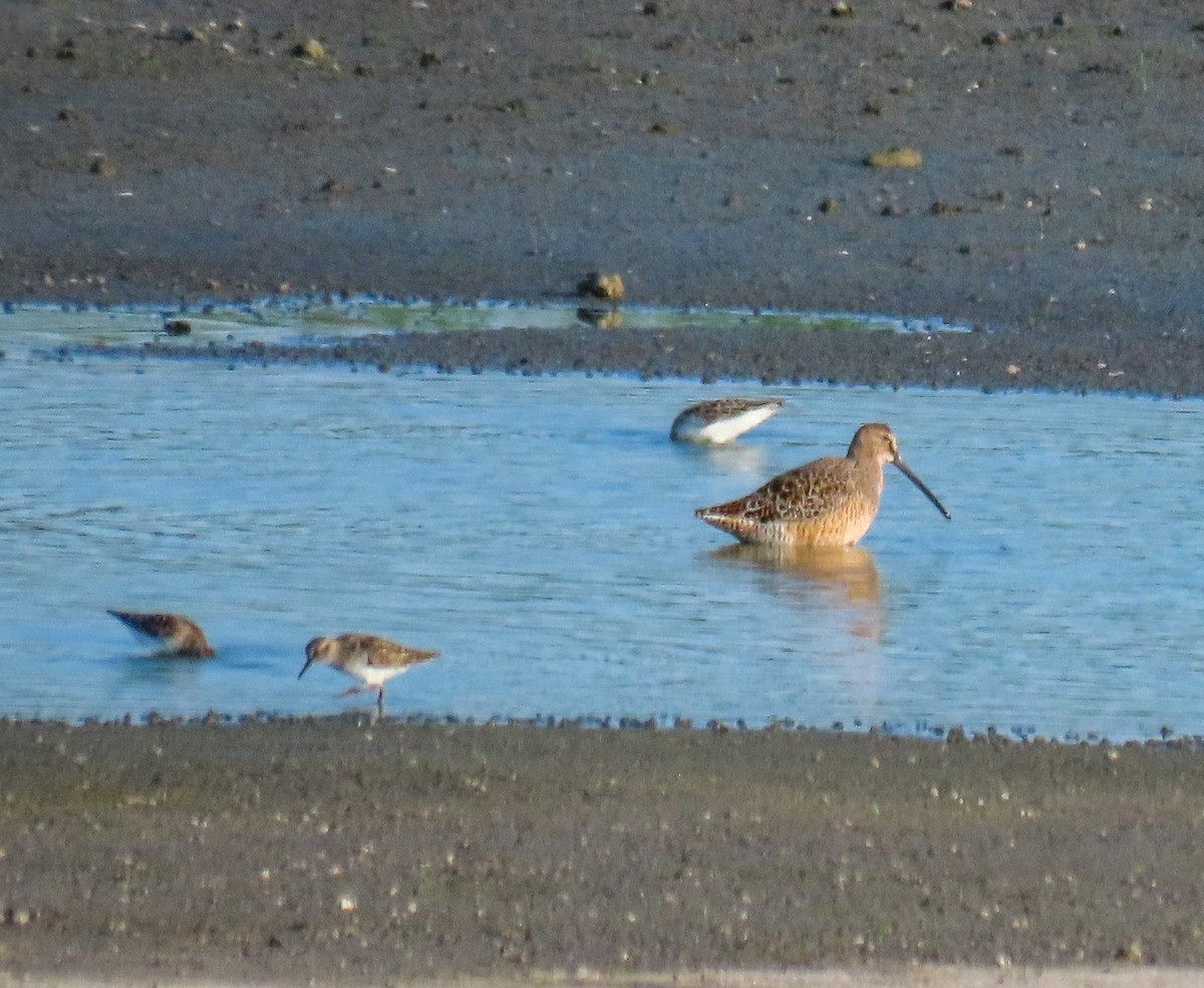 Long-billed Dowitcher - ML618847410