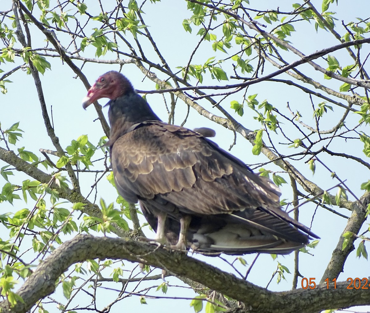 Turkey Vulture - bruce ventura