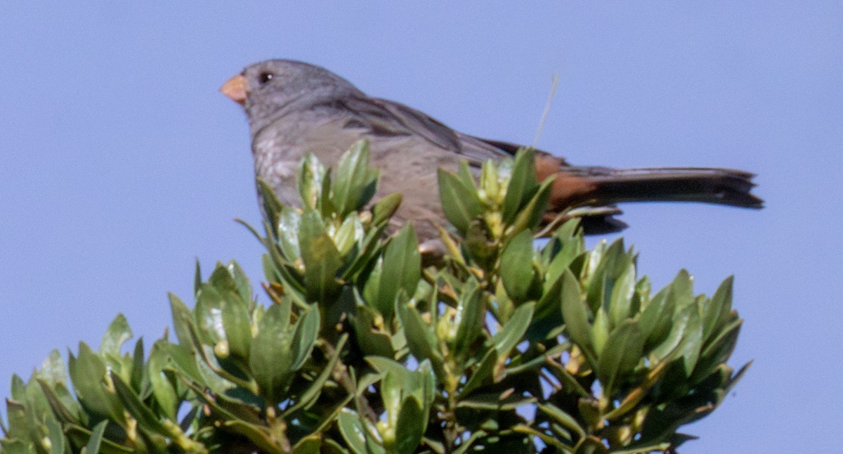 Plain-colored Seedeater - ML618847427