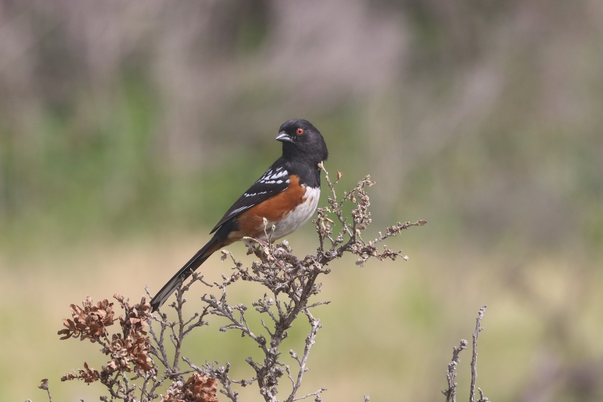 Spotted Towhee - ML618847440