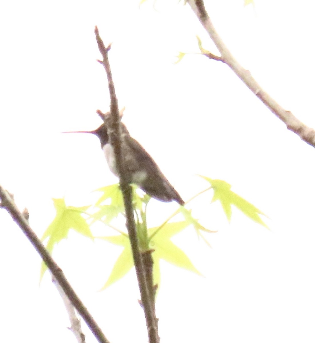 Black-chinned Hummingbird - ML618847459