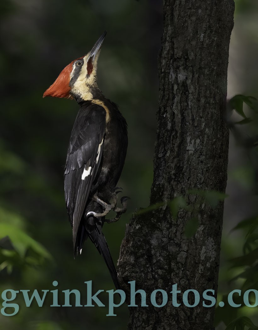 Pileated Woodpecker - Greg Winkelmann