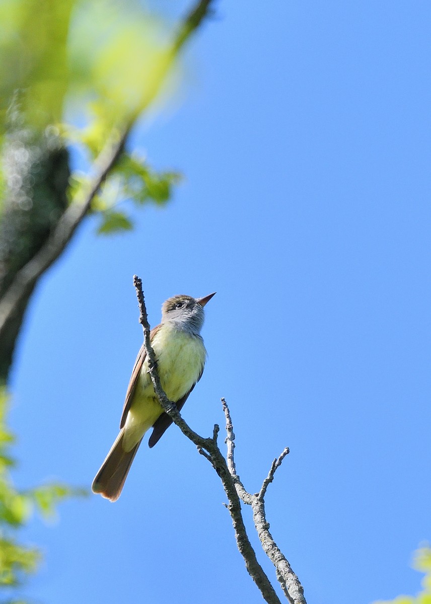 Great Crested Flycatcher - ML618847468