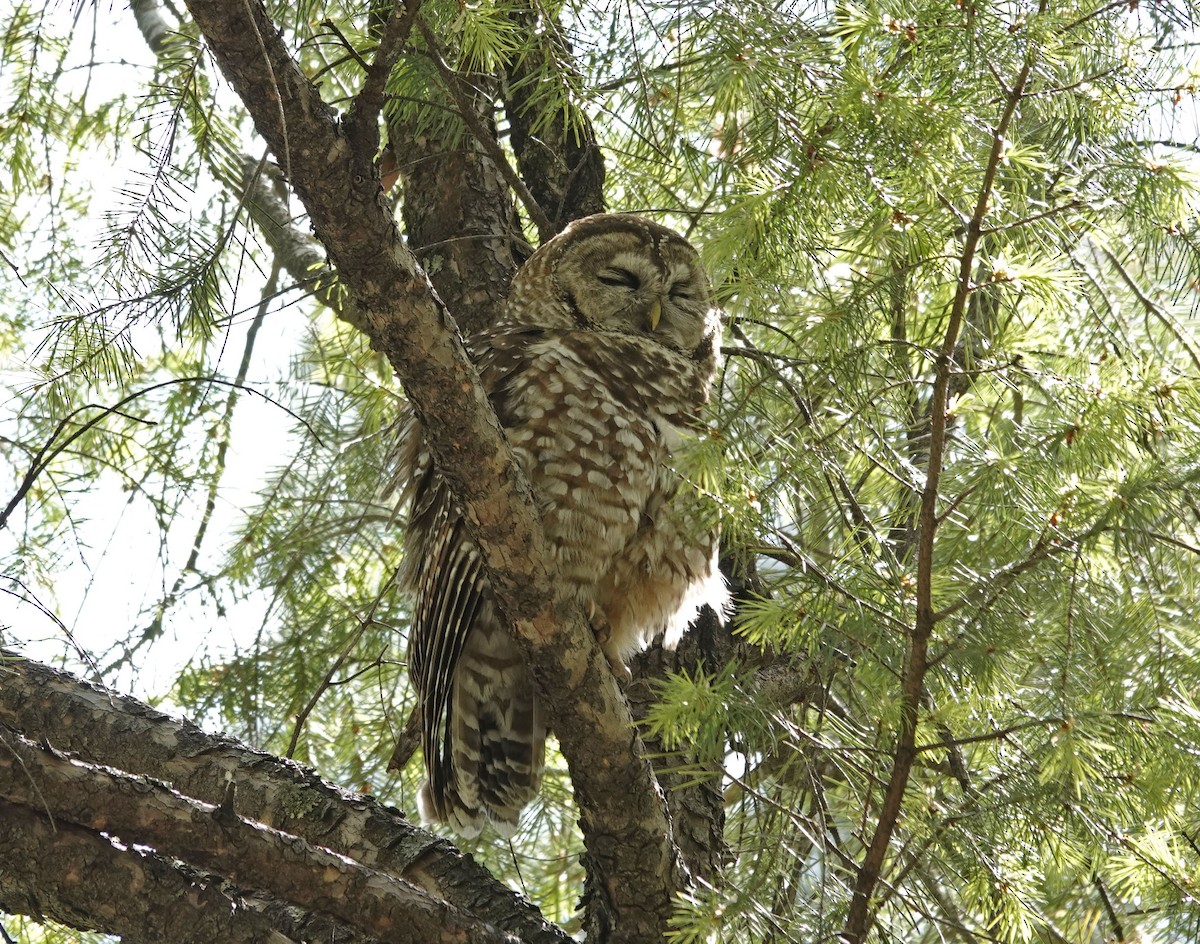 Spotted Owl (Mexican) - ML618847477