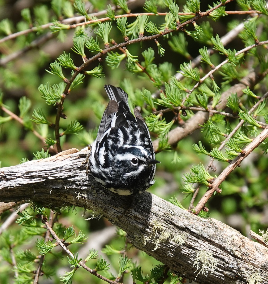 Black-and-white Warbler - ML618847478