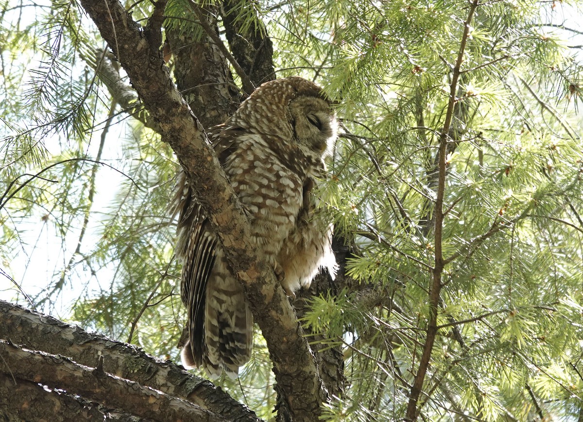 Spotted Owl (Mexican) - Cathy Beck