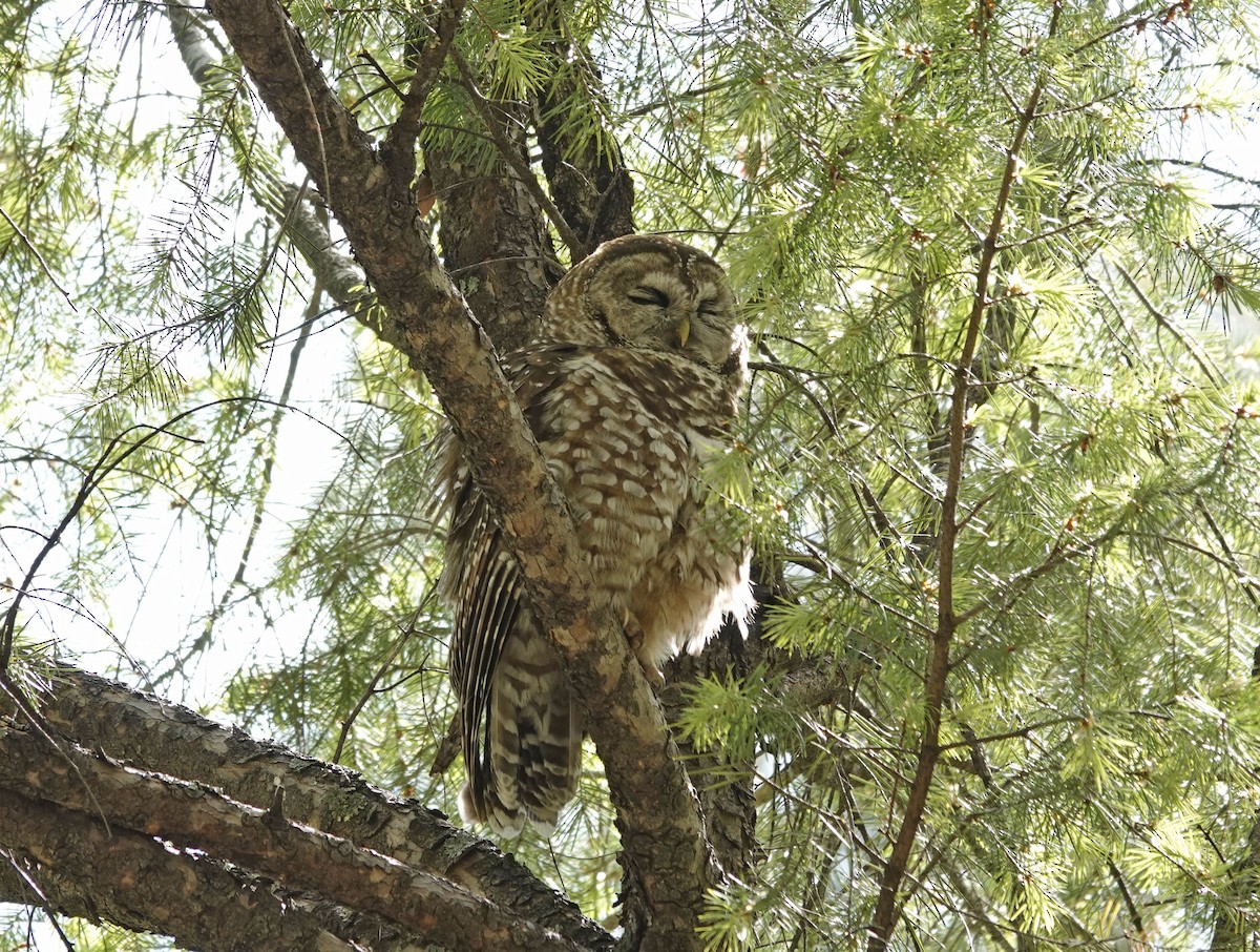 Spotted Owl (Mexican) - ML618847480