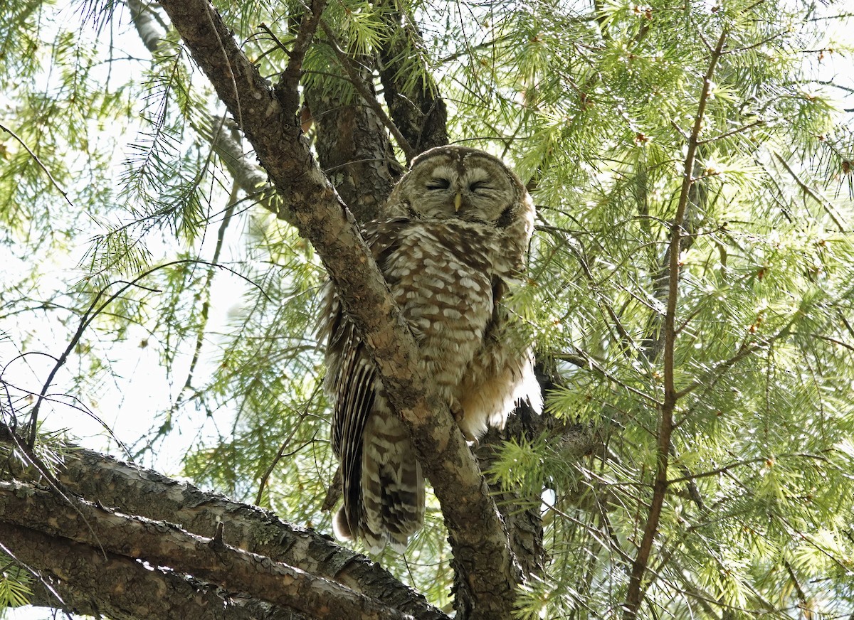 Spotted Owl (Mexican) - ML618847481