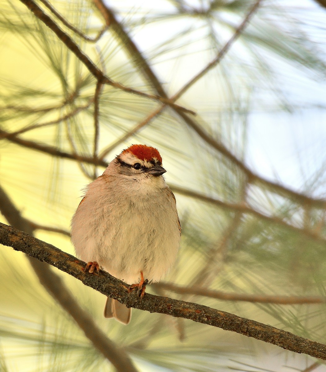 Chipping Sparrow - ML618847486