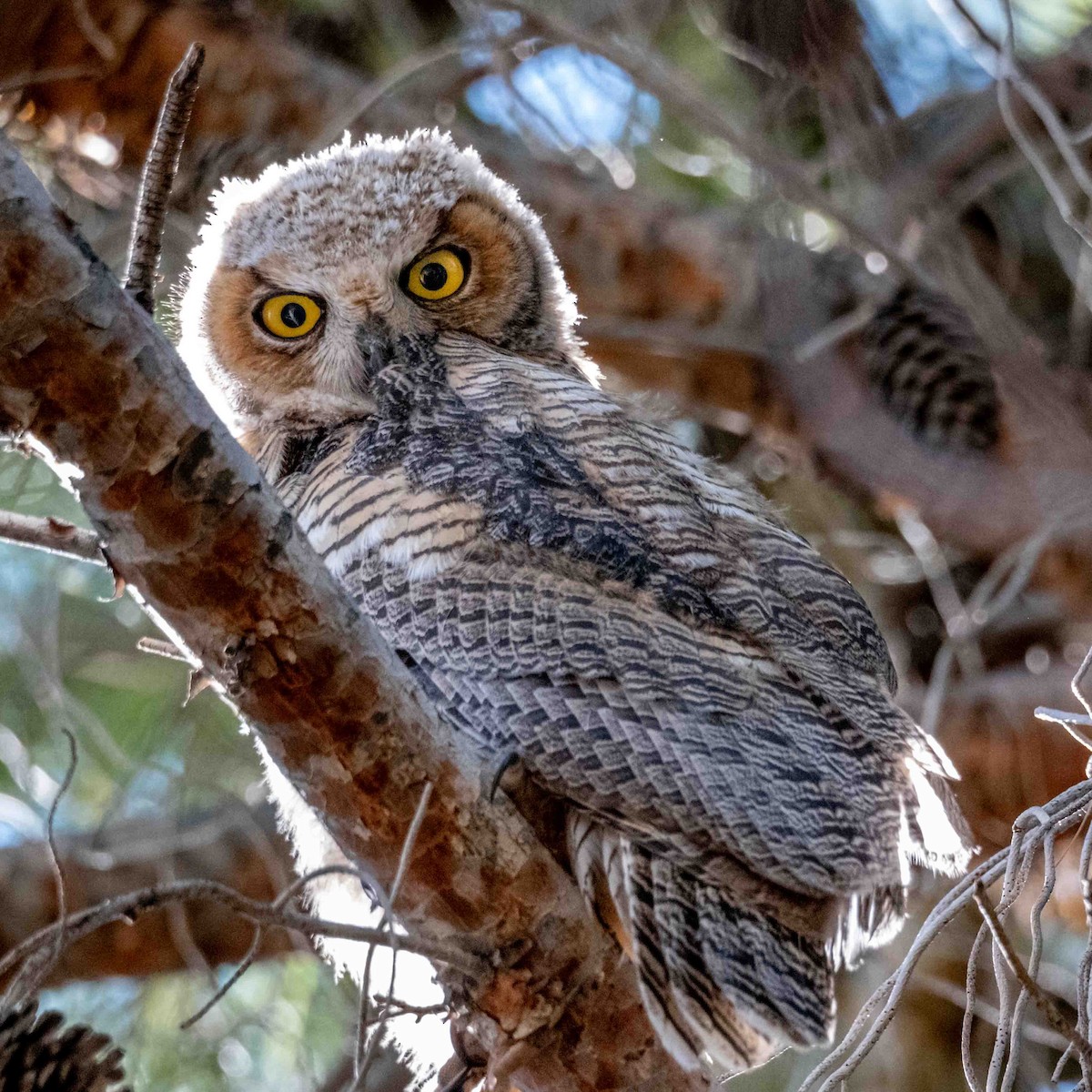 Great Horned Owl - ML618847507