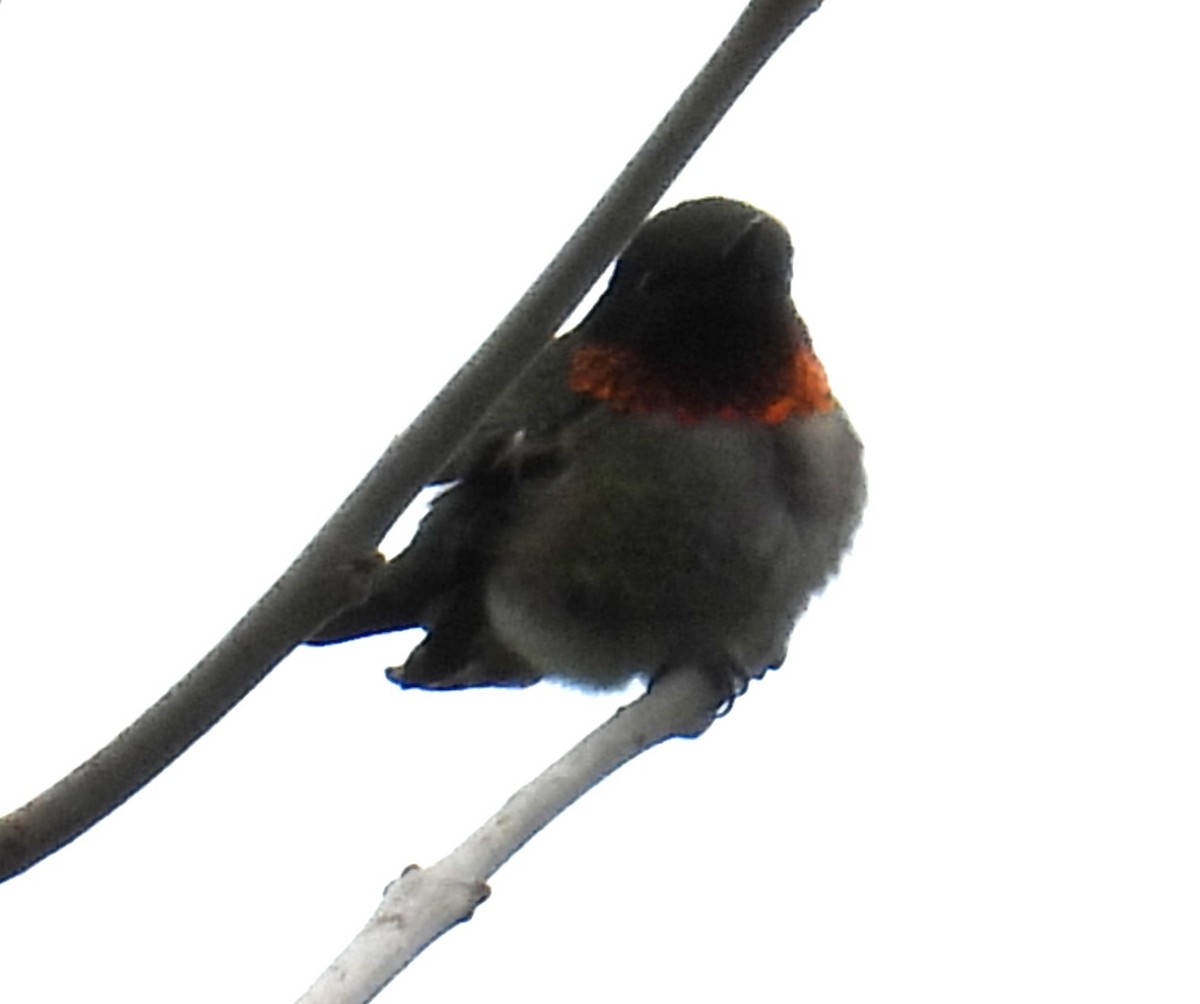 Ruby-throated Hummingbird - ML618847519