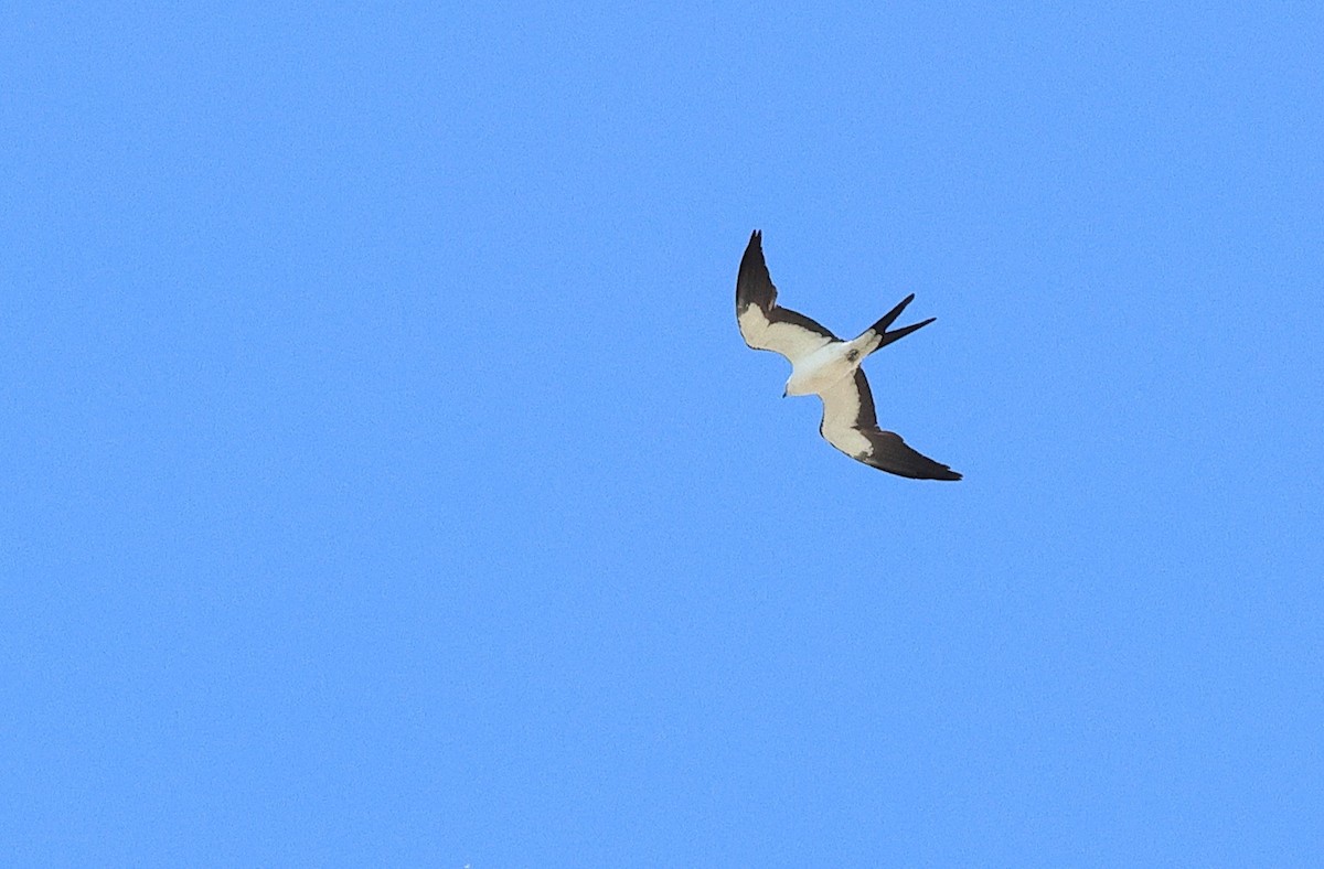 Swallow-tailed Kite - ML618847603