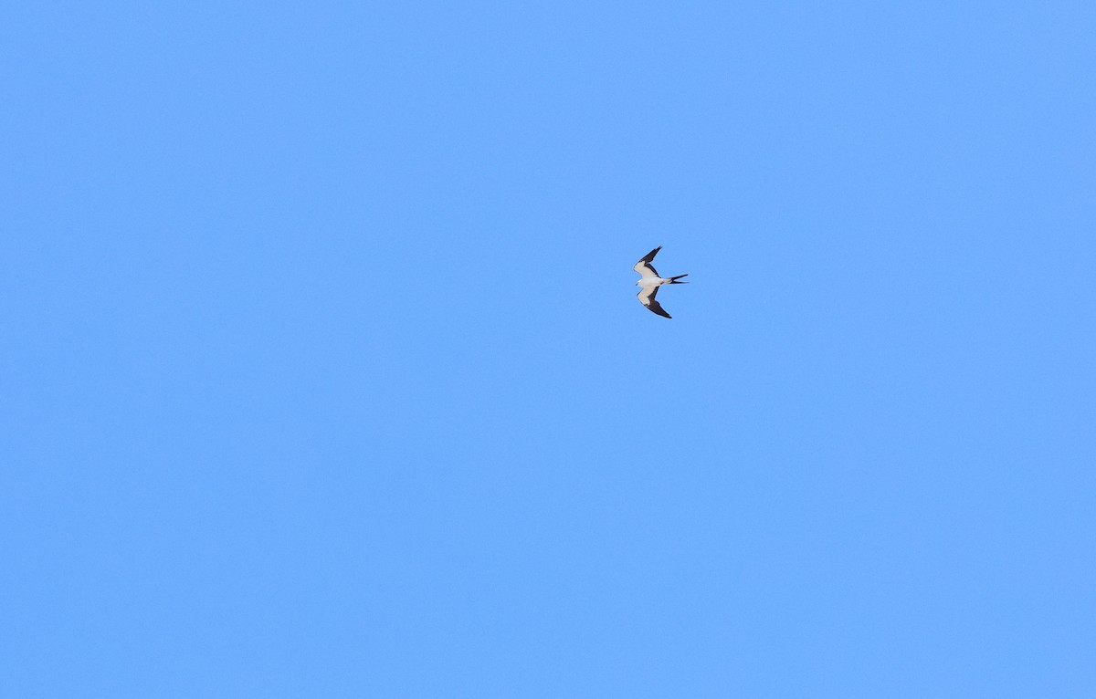 Swallow-tailed Kite - ML618847605
