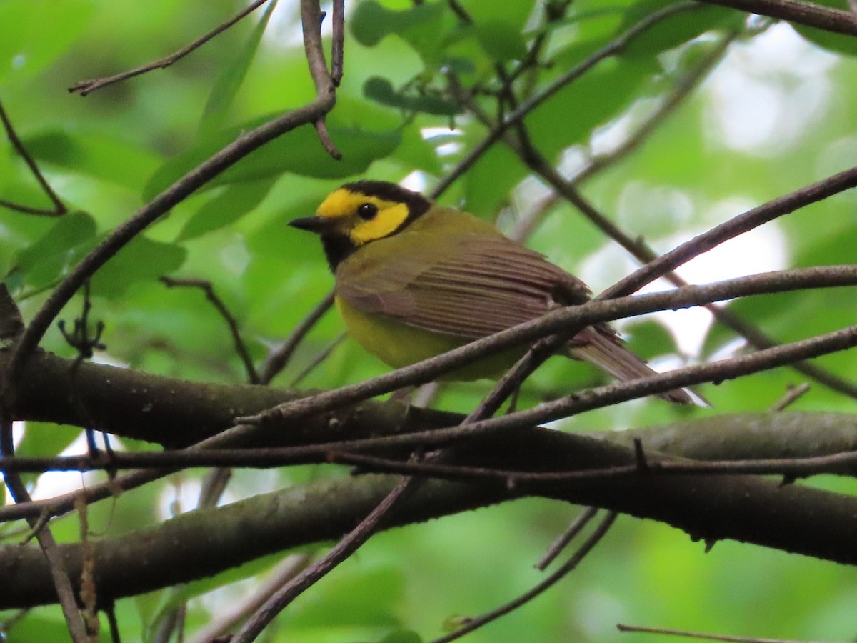 Hooded Warbler - Patricia and Richard Williams