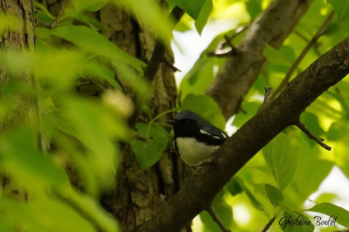 Black-throated Blue Warbler - ML618847638