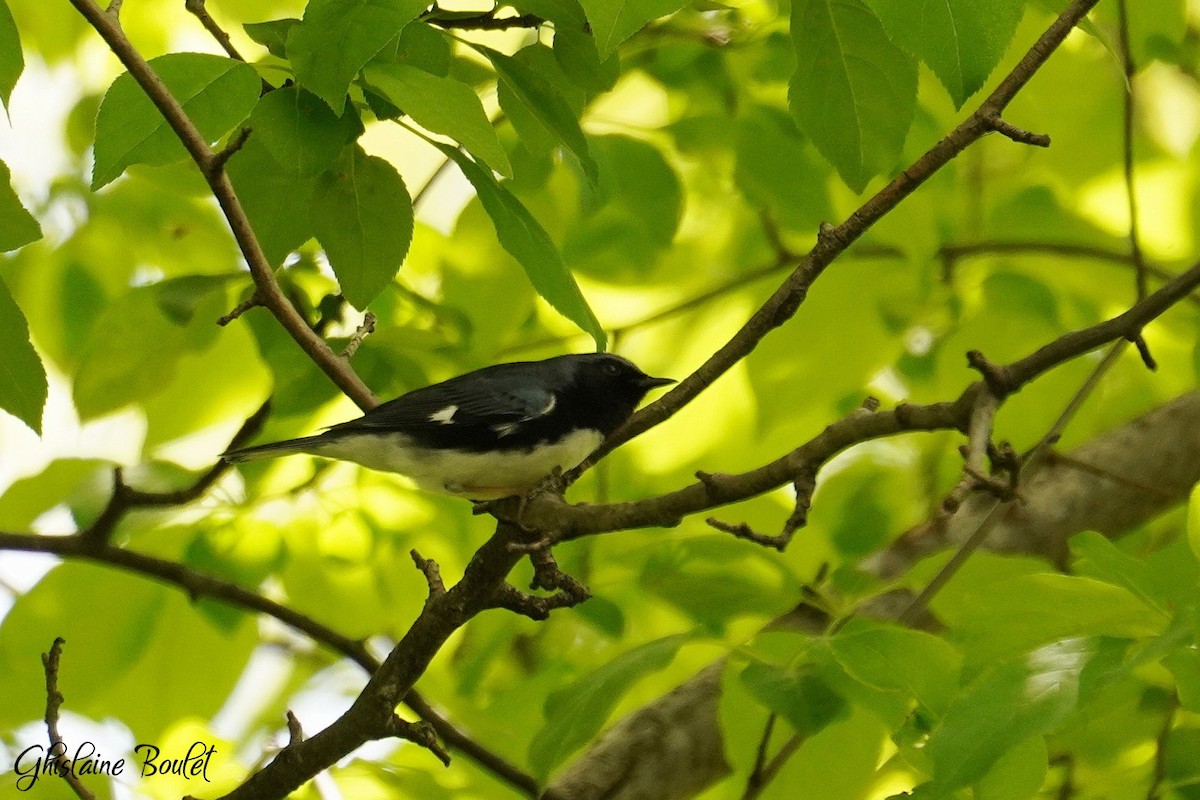 Black-throated Blue Warbler - ML618847639