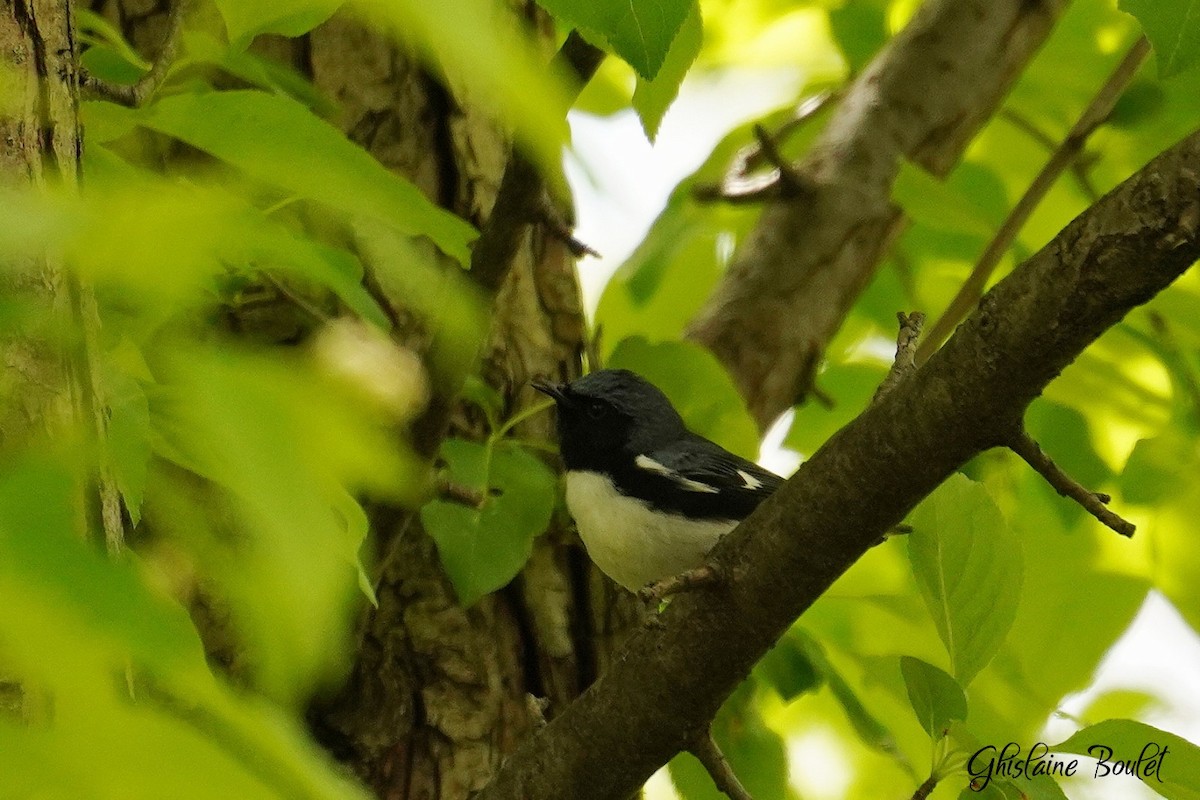 Black-throated Blue Warbler - Réal Boulet 🦆