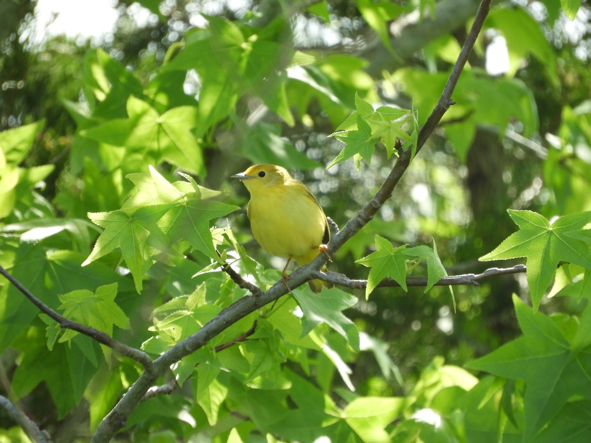 Yellow Warbler - S Winiecki