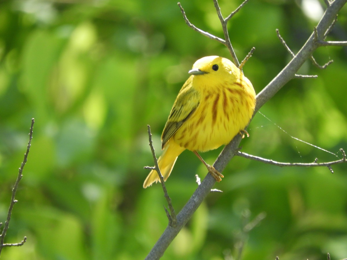 Yellow Warbler - S Winiecki