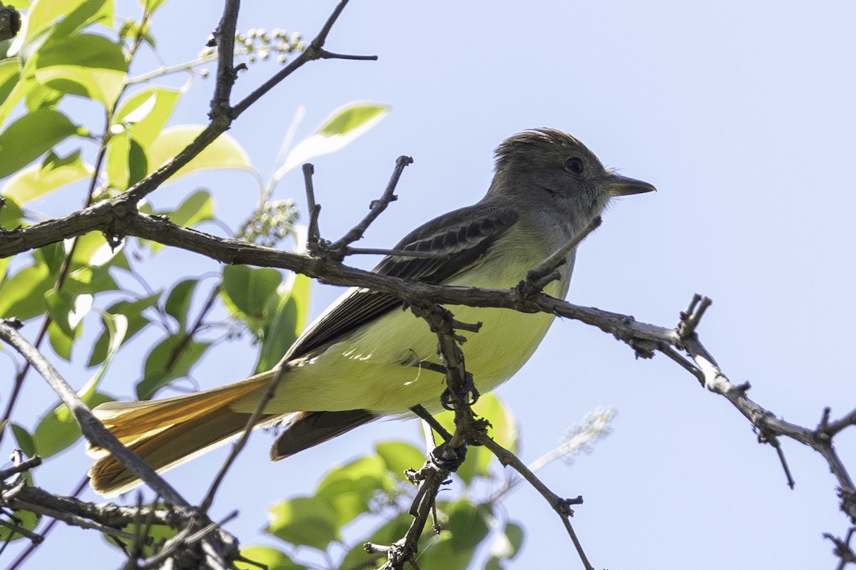 Great Crested Flycatcher - ML618847684