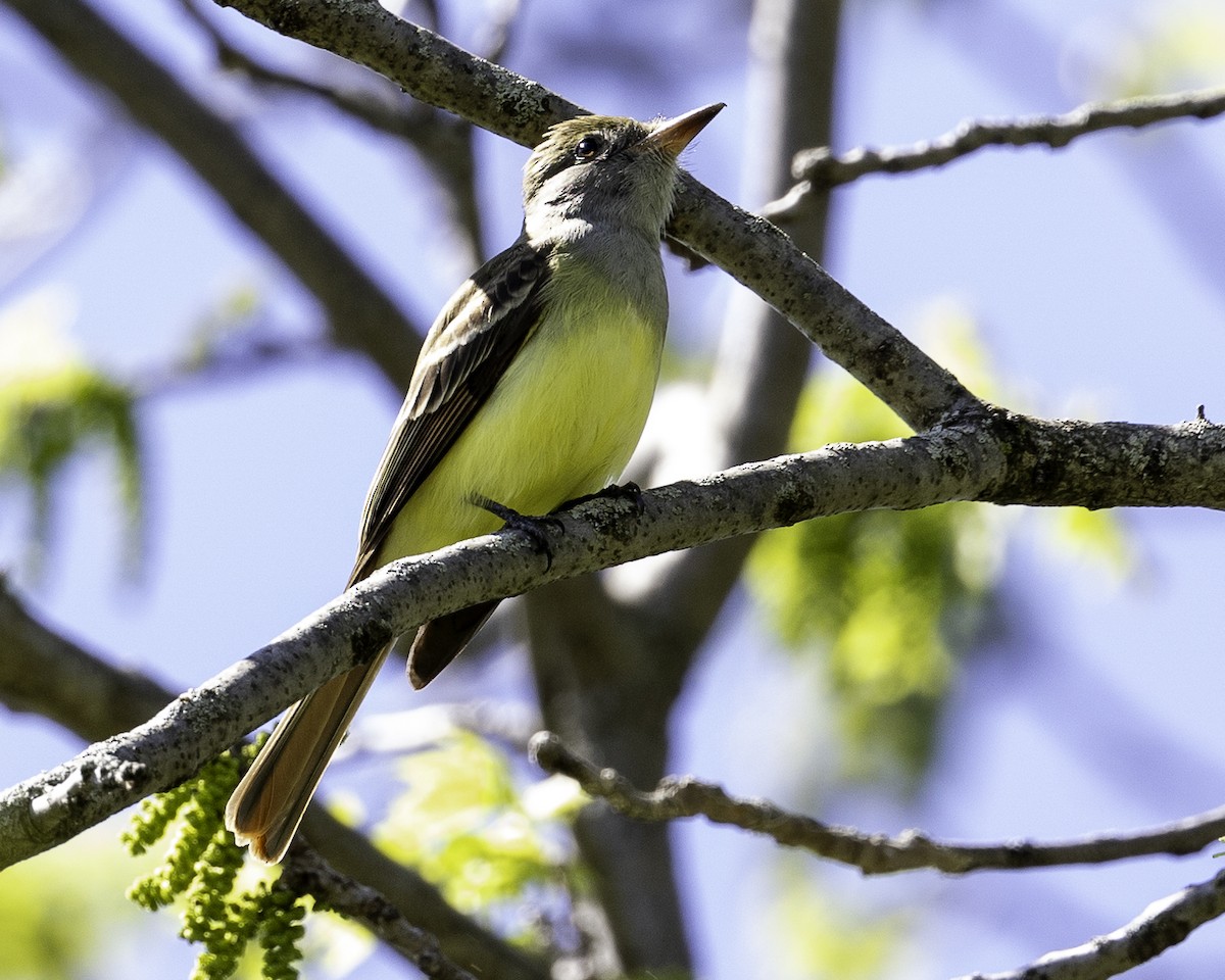 Great Crested Flycatcher - ML618847686