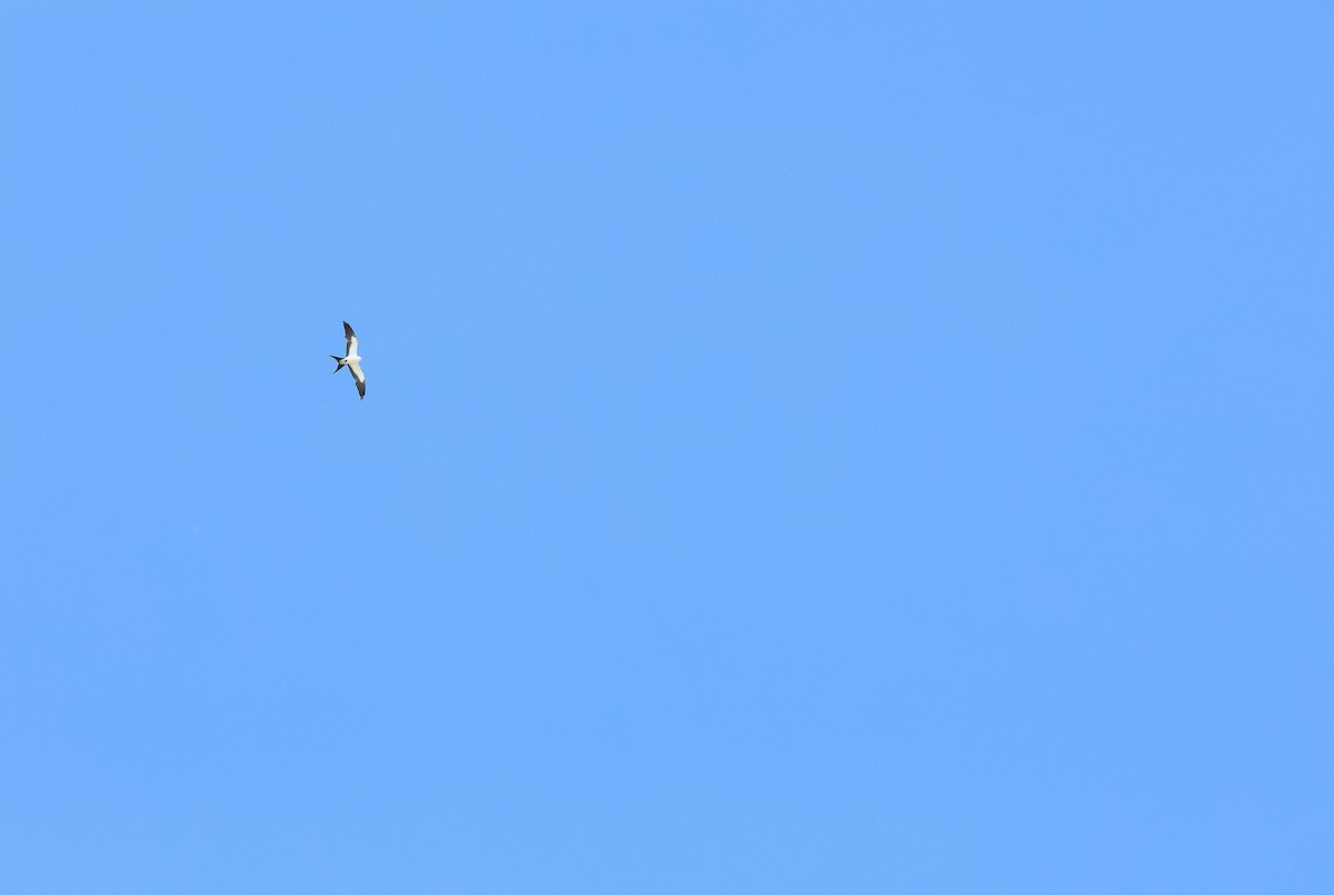 Swallow-tailed Kite - ML618847700
