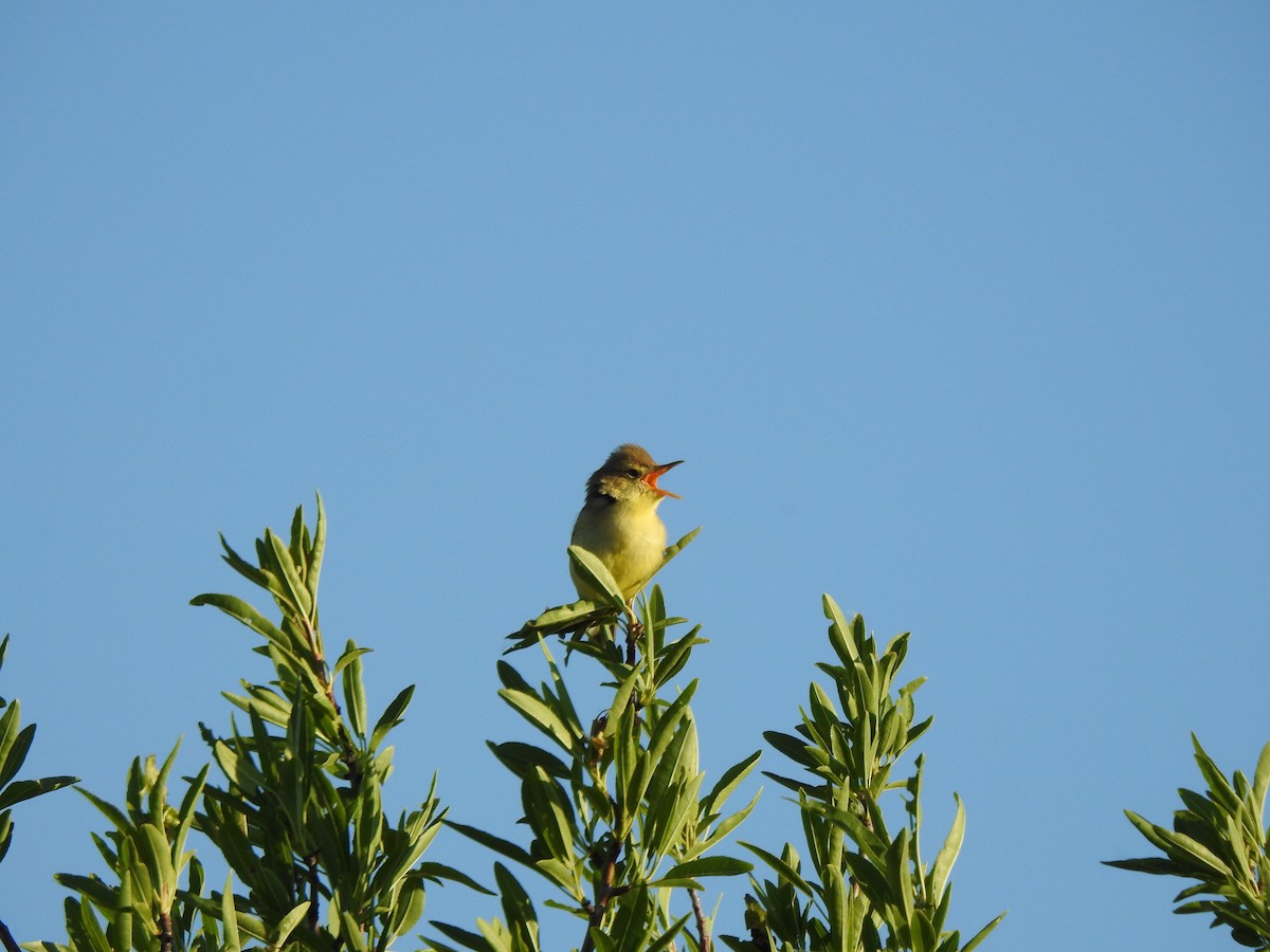 Melodious Warbler - ML618847748
