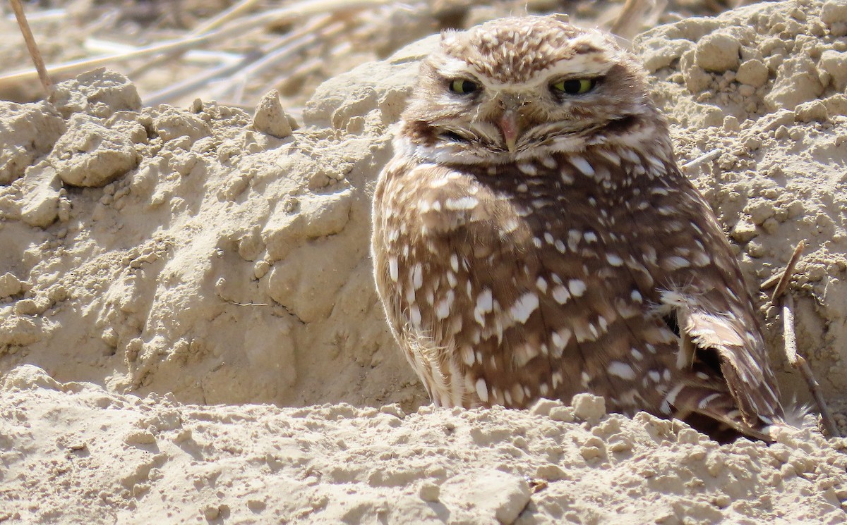 Burrowing Owl - John Parker