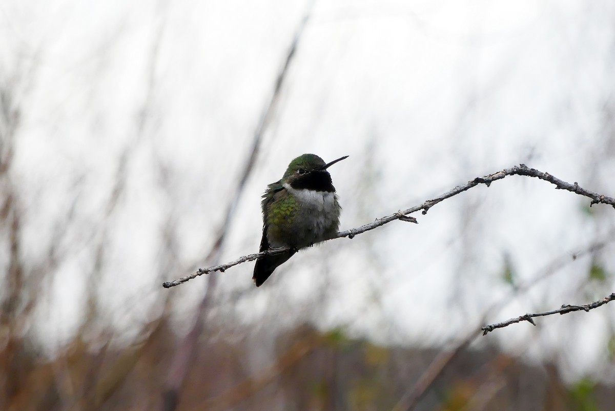 Broad-tailed Hummingbird - Kadi Franson