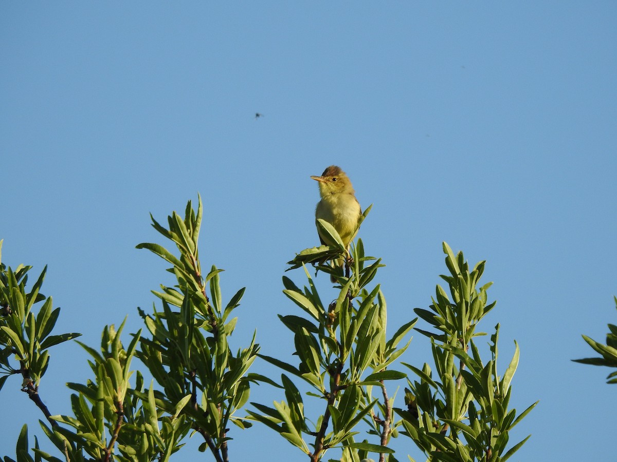 Melodious Warbler - ML618847778