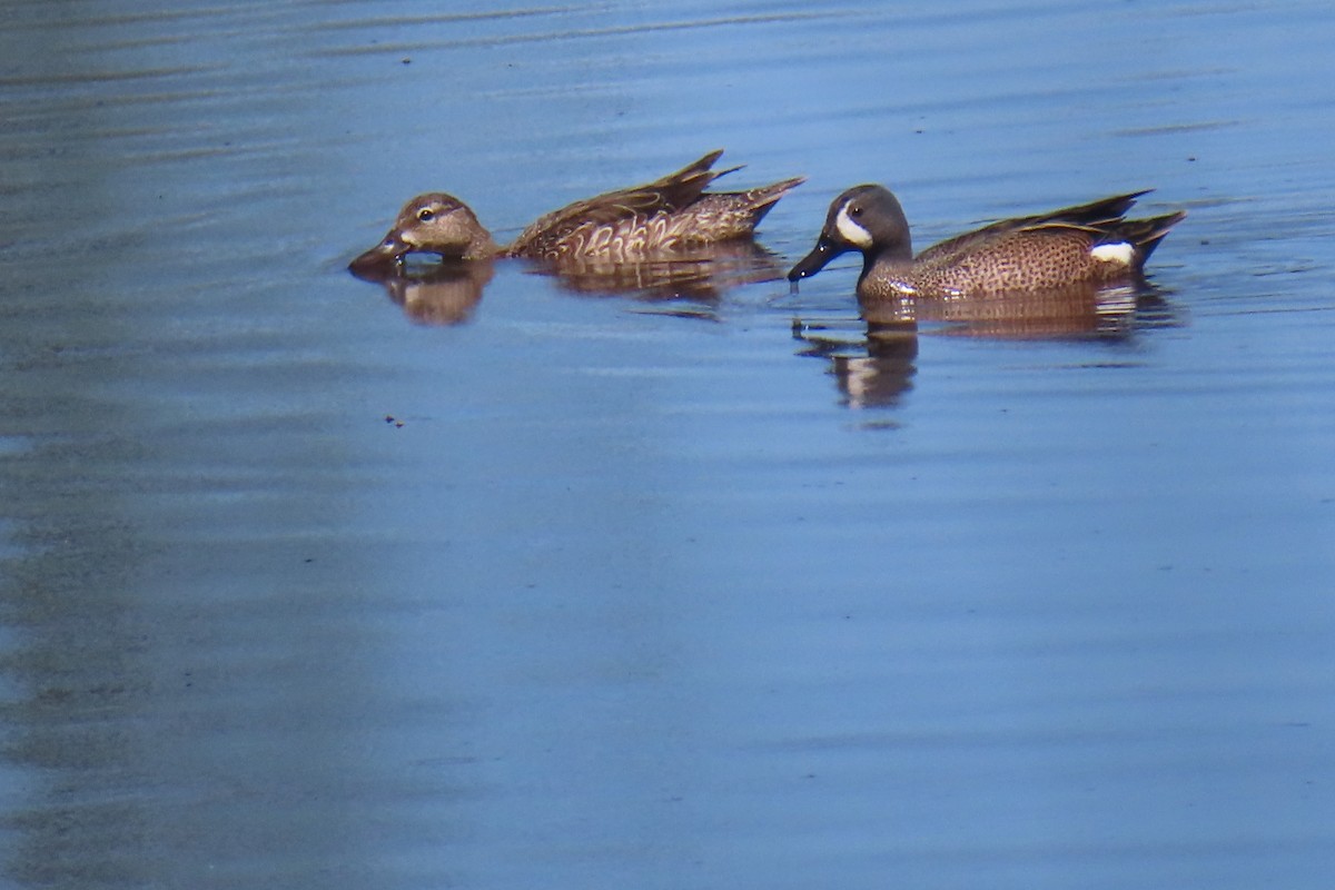 Blue-winged Teal - ML618847802