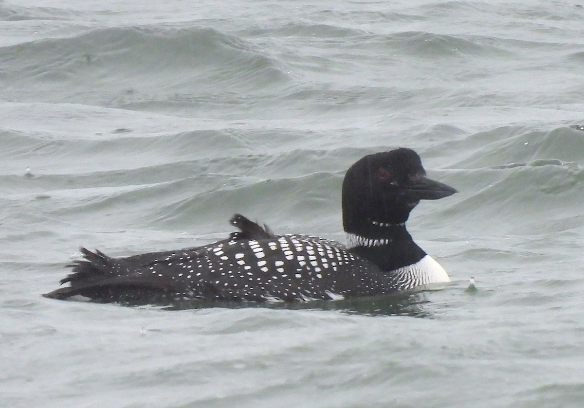Common Loon - Ted Floyd