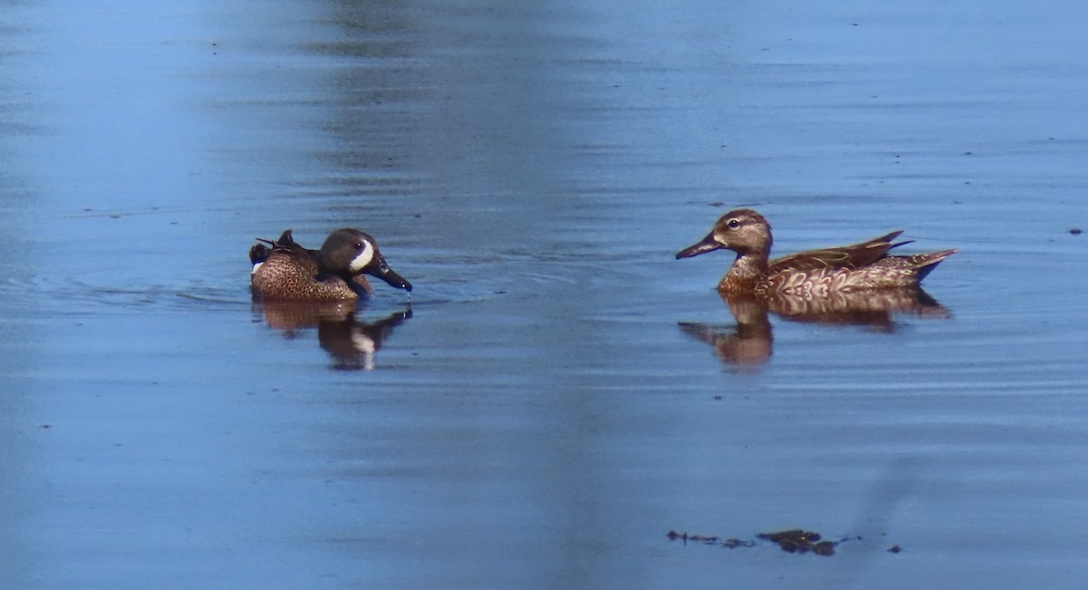 Blue-winged Teal - ML618847826