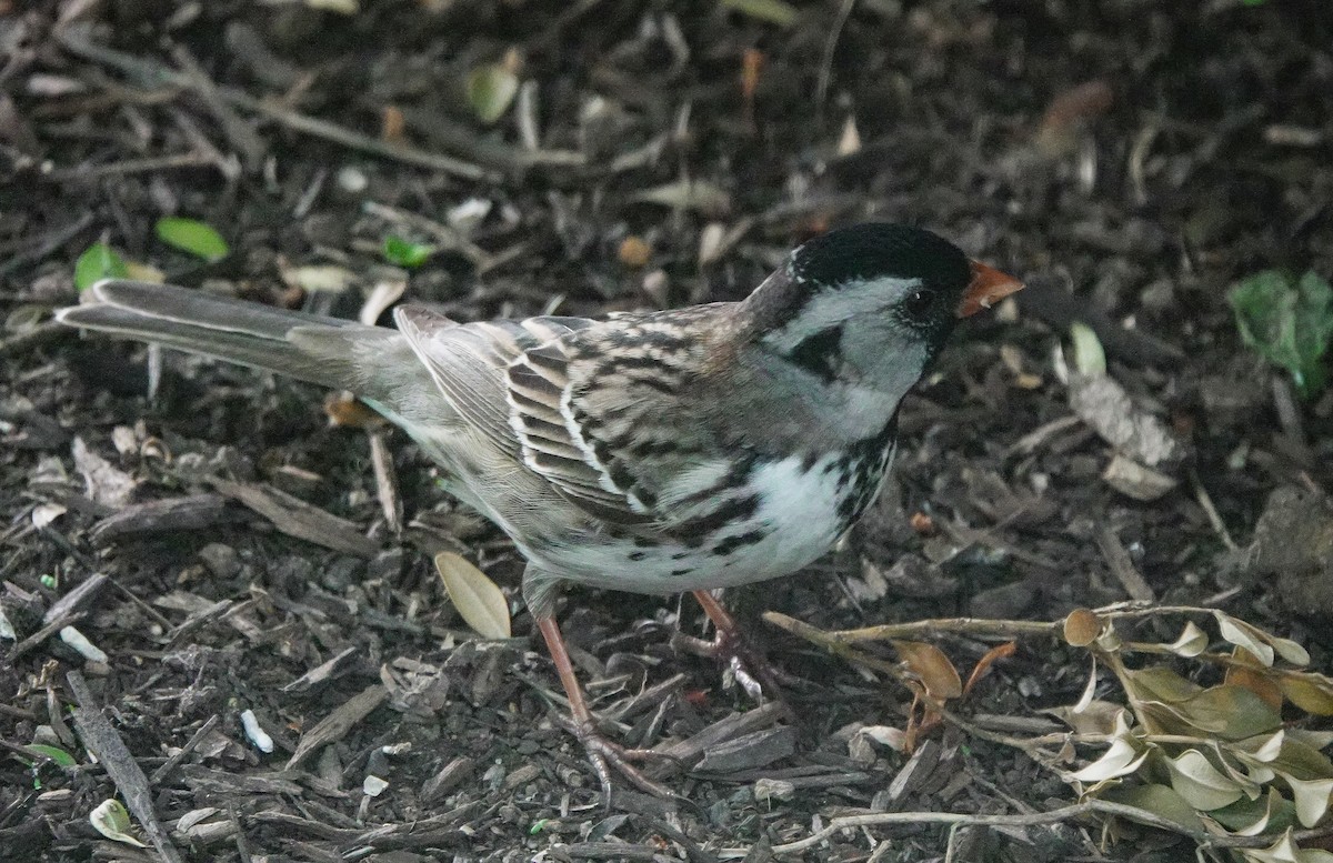 Harris's Sparrow - ML618847845