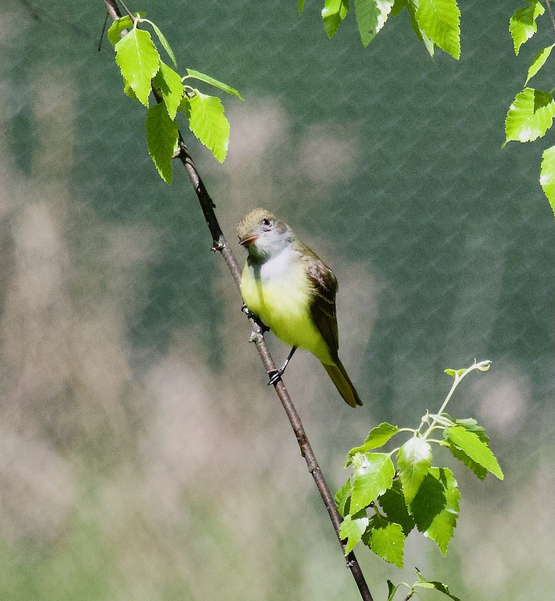 Great Crested Flycatcher - Michael Yellin