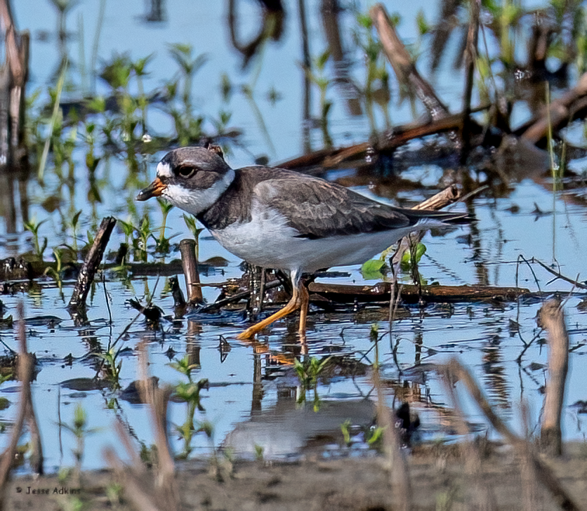 Semipalmated Plover - ML618847947
