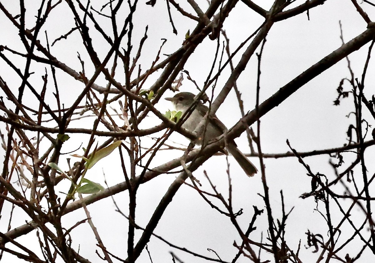 Bell's Vireo (Least) - Millie and Peter Thomas