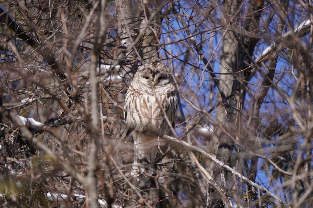 Barred Owl - Nata Culhane