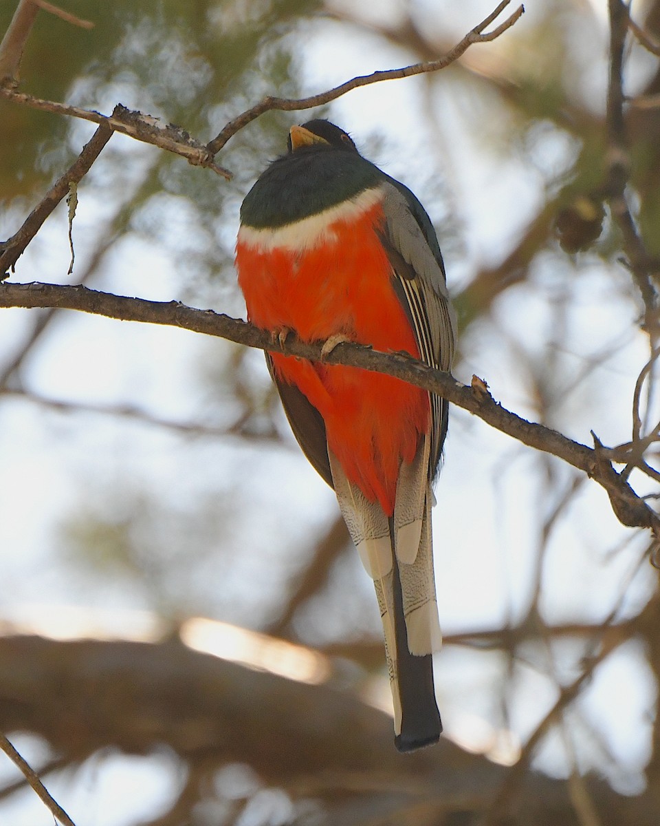 Elegant Trogon (Coppery-tailed) - Ted Wolff