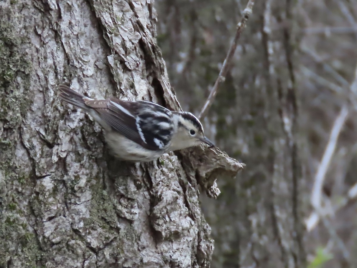 Black-and-white Warbler - ML618848086