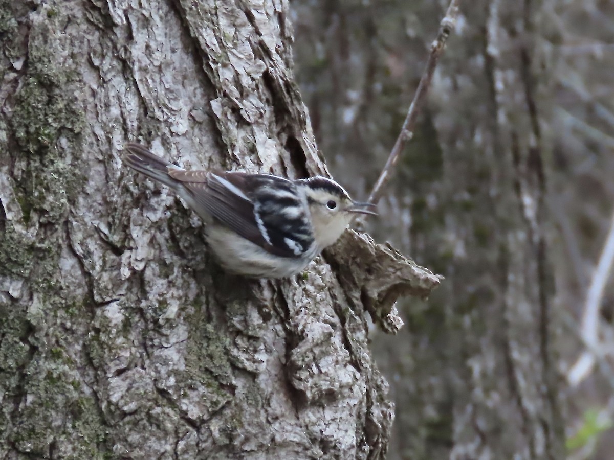 Black-and-white Warbler - ML618848087