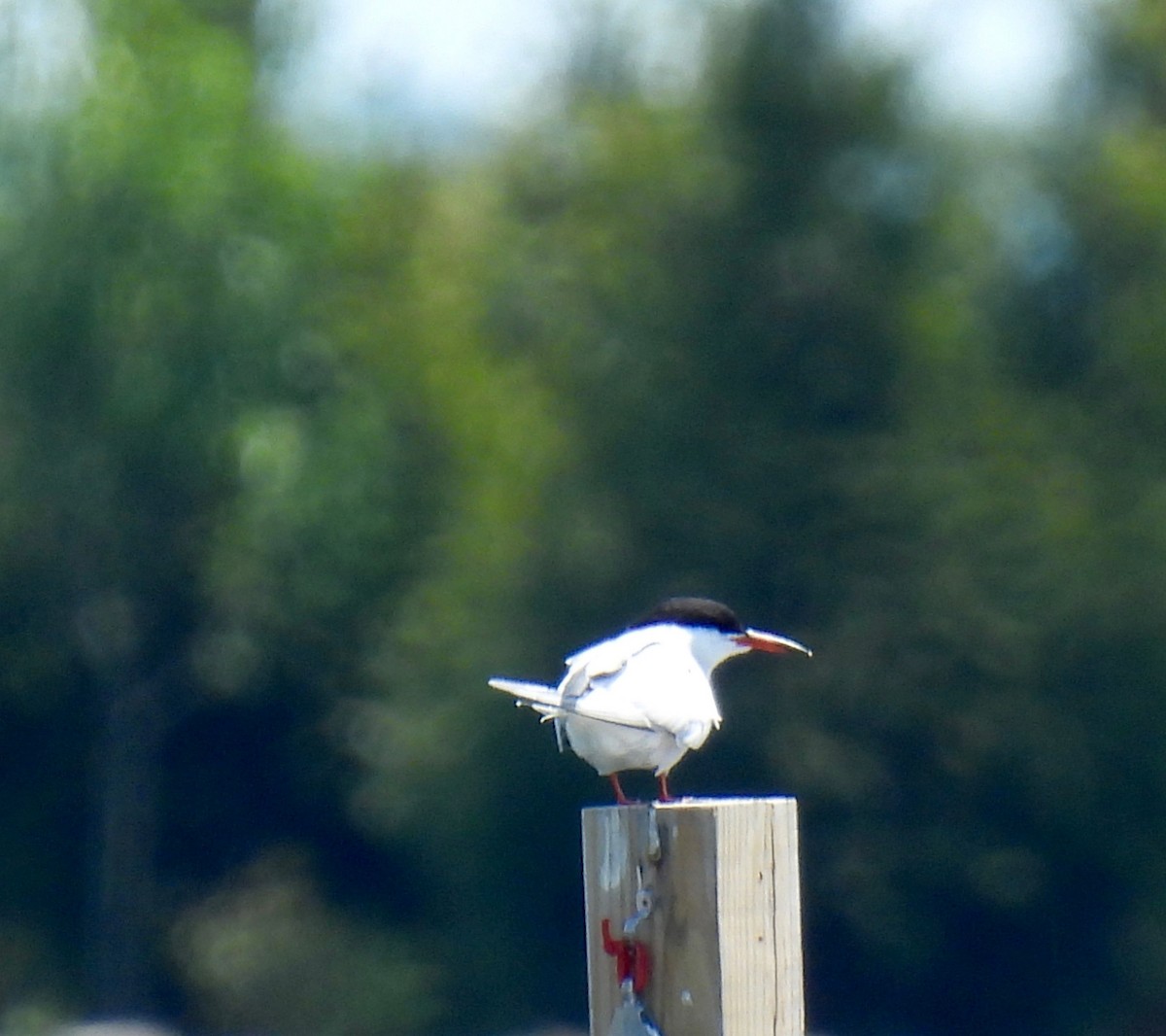 Common Tern - Sue Bernstein