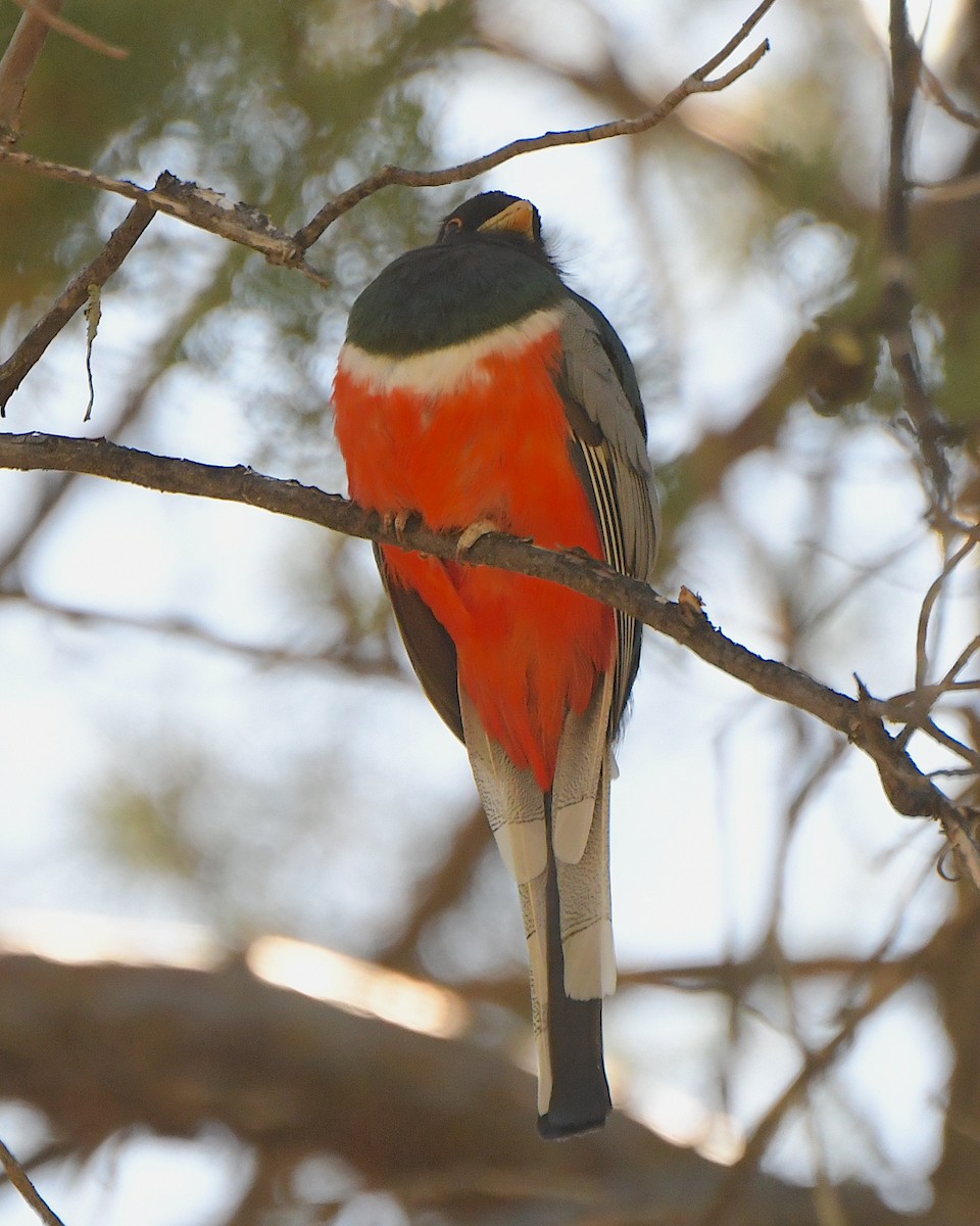 Elegant Trogon (Coppery-tailed) - Ted Wolff