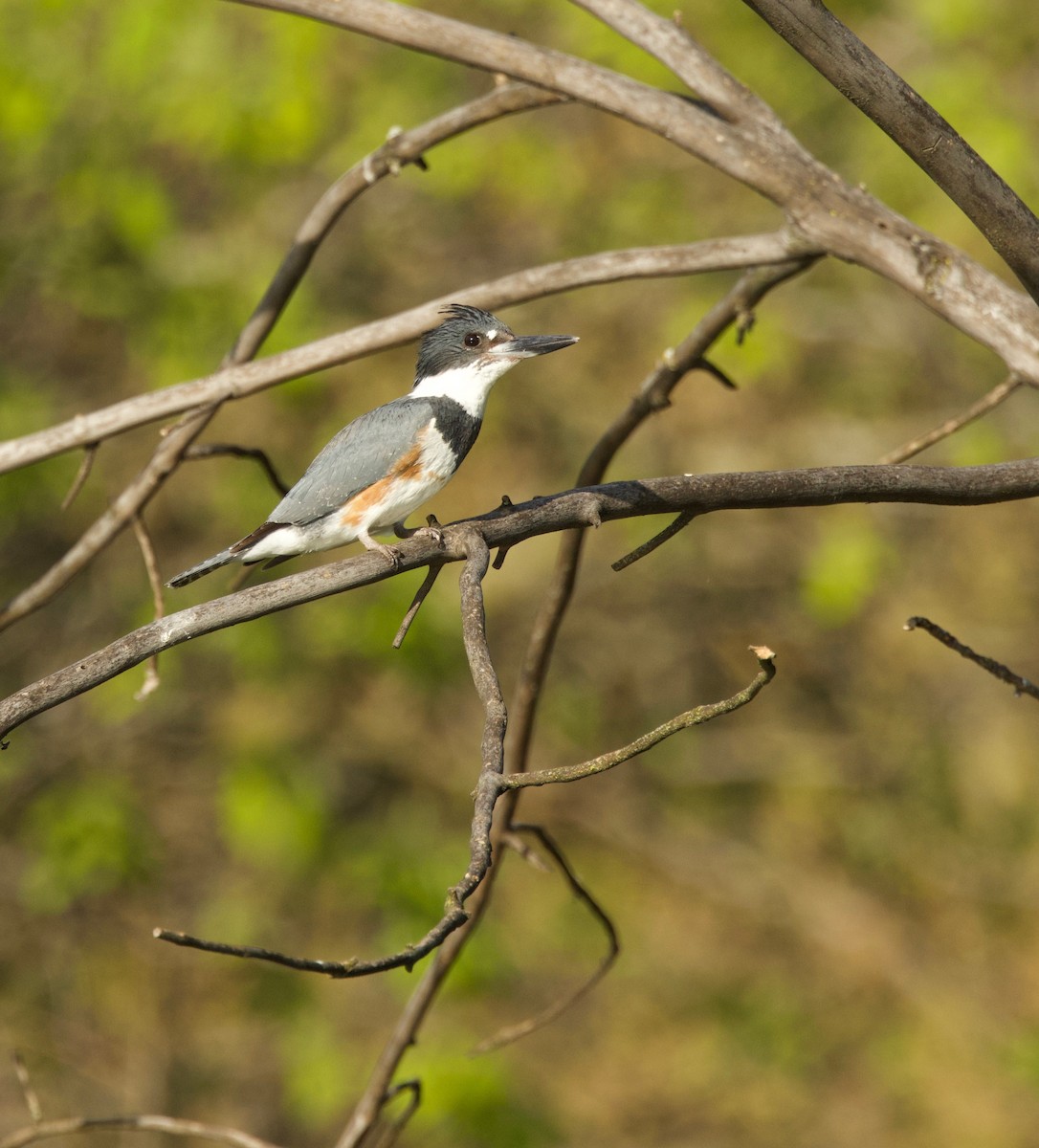 Belted Kingfisher - ML618848203