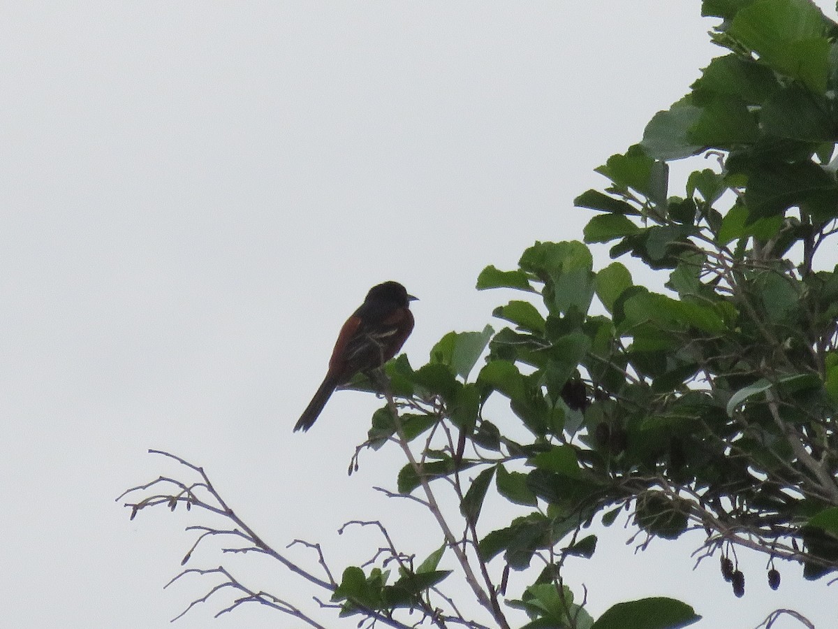 Orchard Oriole - ML618848213