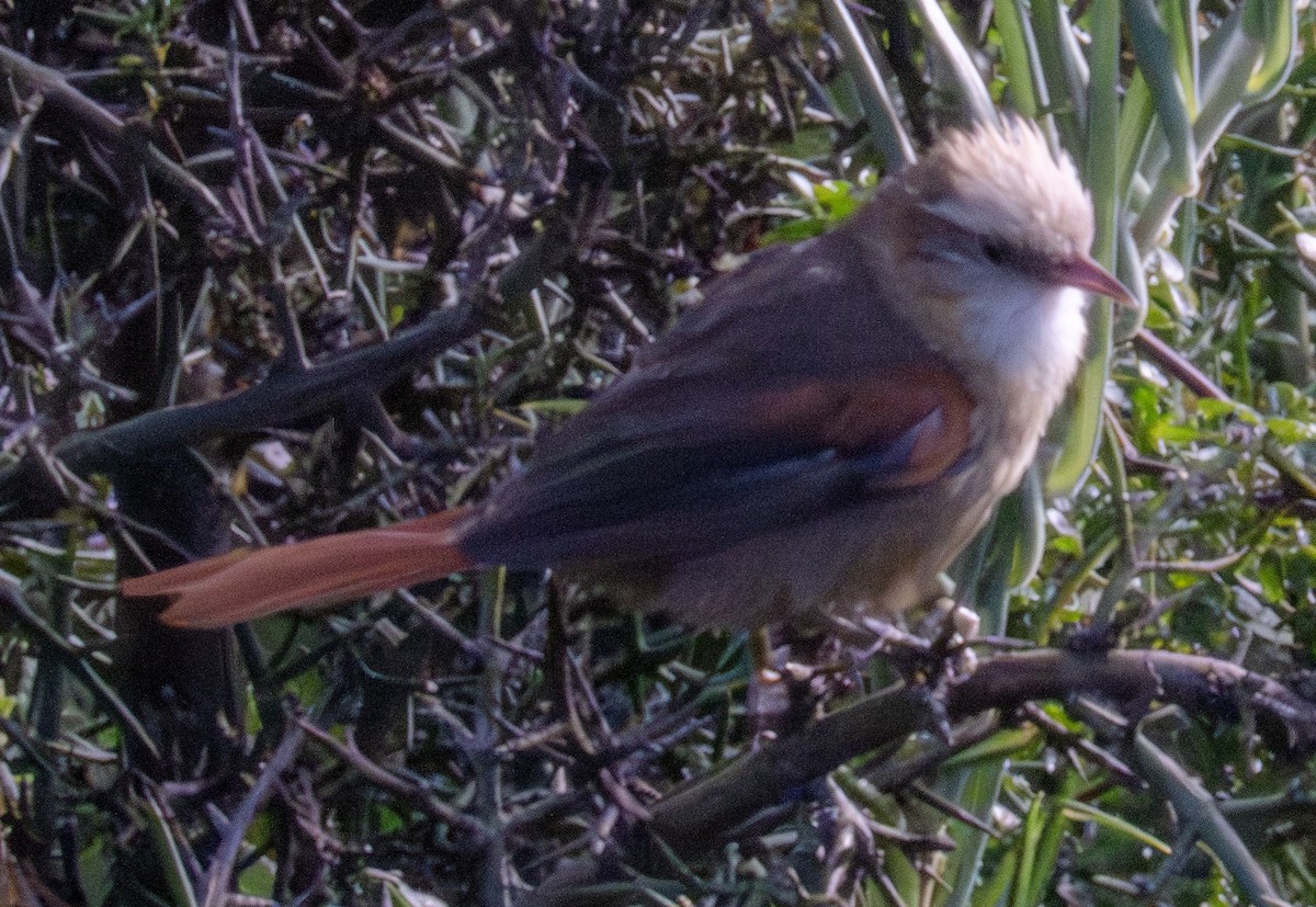 Creamy-crested Spinetail - ML618848220